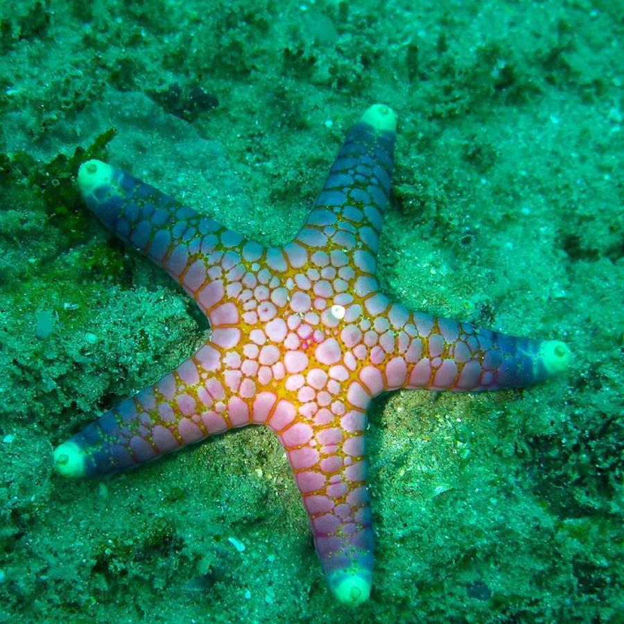Seadina Coral Home Матара Экстерьер фото