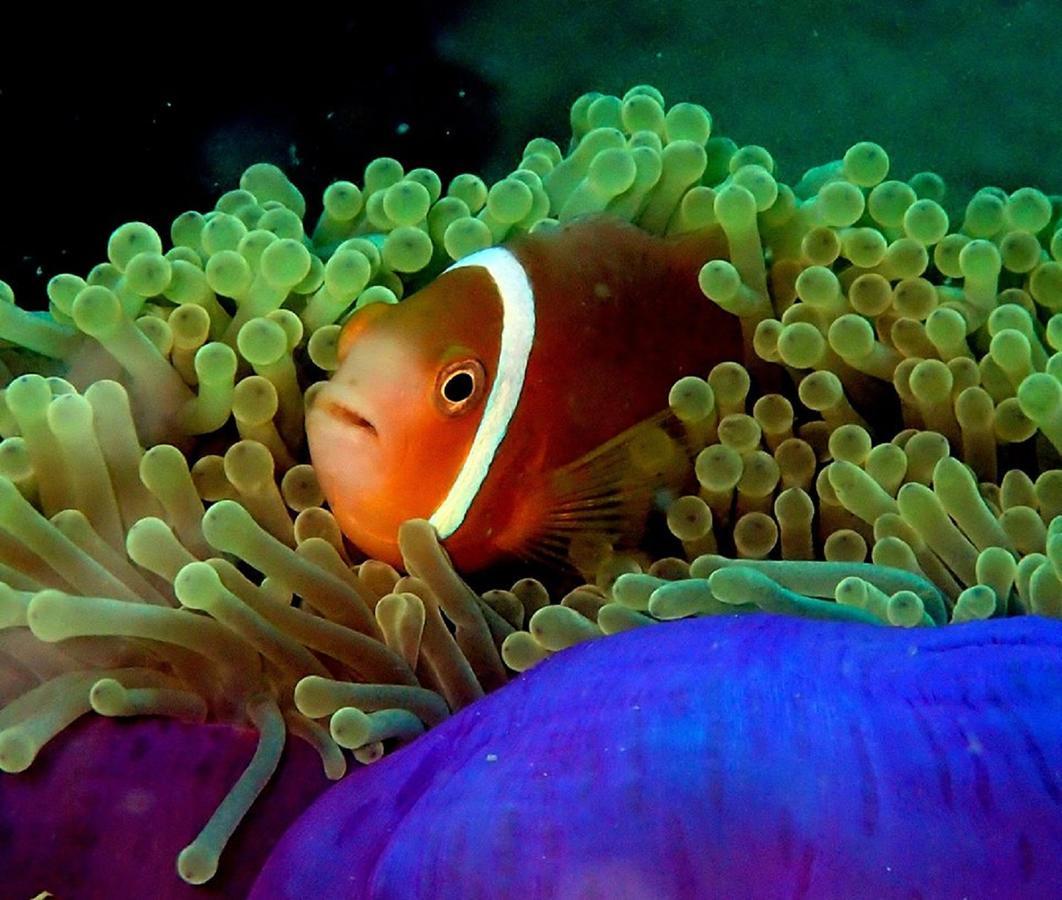 Seadina Coral Home Матара Экстерьер фото