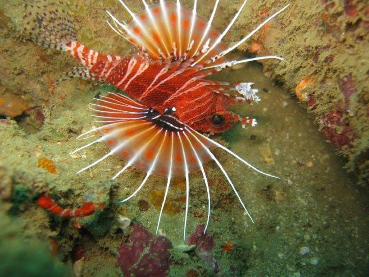 Seadina Coral Home Матара Экстерьер фото