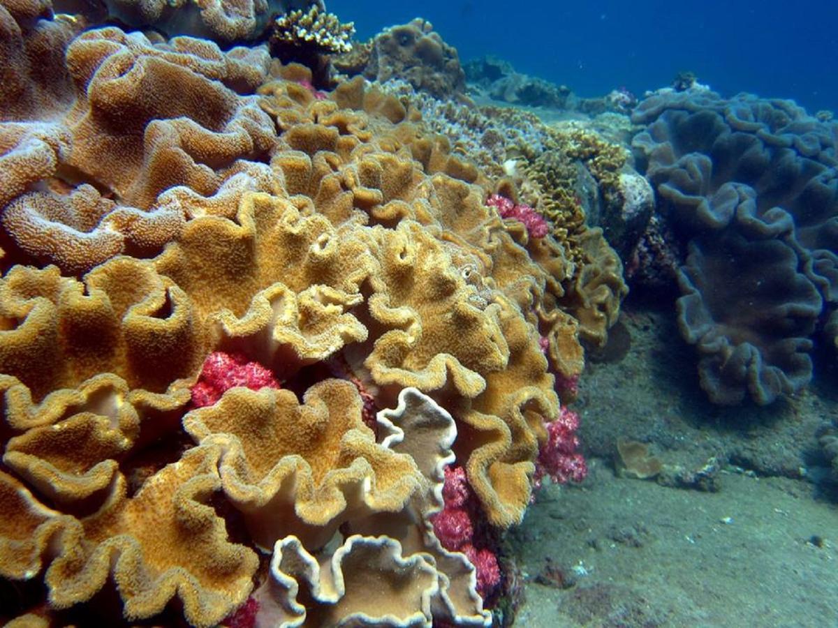 Seadina Coral Home Матара Экстерьер фото